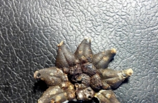 thumbs img 20140914 173625 f18e5567fff84e28272994dc47f69e43e08143d9 Militárie   nálezy