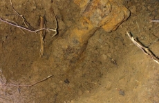 thumbs img 1402 6cffb50c9fa6b34d63cb5b6319366152609c450f Militárie   nálezy