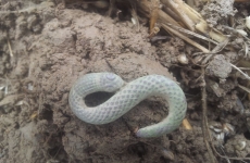 thumbs 20140819 094903 fdf4c644a03b38a303b218f3bac8bc0459a86c4a Militárie   nálezy