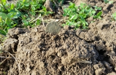 Krejcar František I.