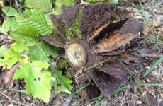 thumbs img 0788 f2ef85db48c8a49f9678f6ce3323b0eaa49b60da Militárie   nálezy