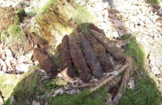 thumbs fotak 017 cace3dd7da790b1f173991f4a07cb69198c14a44 Militárie   nálezy