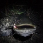 Profilovka od catfish